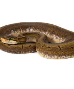 Spinner Ball Python kaufen