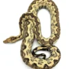 St. Isabel Island Boa (Boa constrictor imperator)