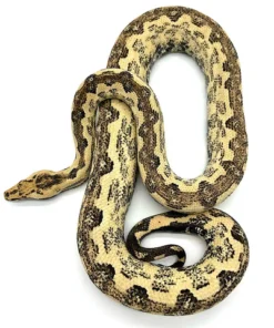 St. Isabel Island Boa (Boa constrictor imperator)
