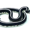 Stripe California Kingsnake (Lampropeltis getula californiae)