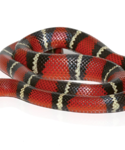 Stuart’s Milchschildkröten-Schlange zu verkaufen