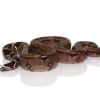 Surinam Red Tail Boa (Boa constrictor constrictor) kaufen