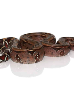 Surinam Red Tail Boa (Boa constrictor constrictor) kaufen