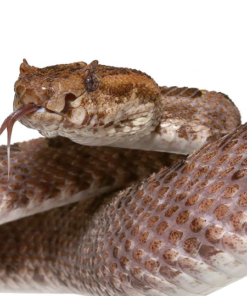 Dreihörnige Grubenotter kaufen – Protobothrops sieversorum