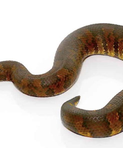 Viperboa (Candoia aspera) kaufen