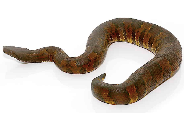 Viperboa (Candoia aspera) kaufen