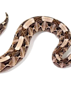 Westafrikanische Gabunviper (Bitis gabonica rhinosceros) kaufen