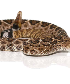 Western Diamondback Klapperschlange Zu Verkaufen