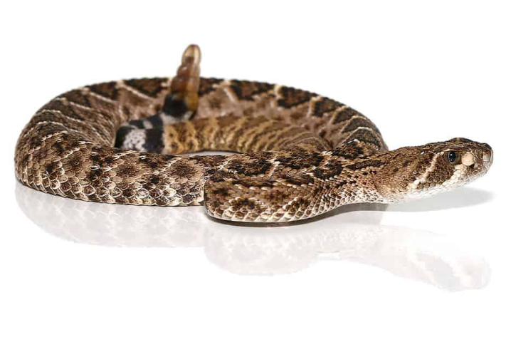 Western Diamondback Klapperschlange Zu Verkaufen