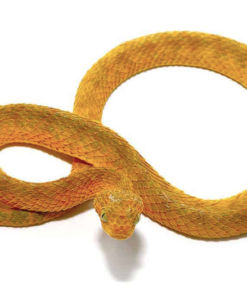 Gelb-Orange Squamigera Buschviper Zu Verkaufen