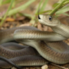 Black Mamba kaufen – Dendroaspis polylepis