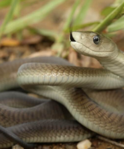 Black Mamba kaufen – Dendroaspis polylepis
