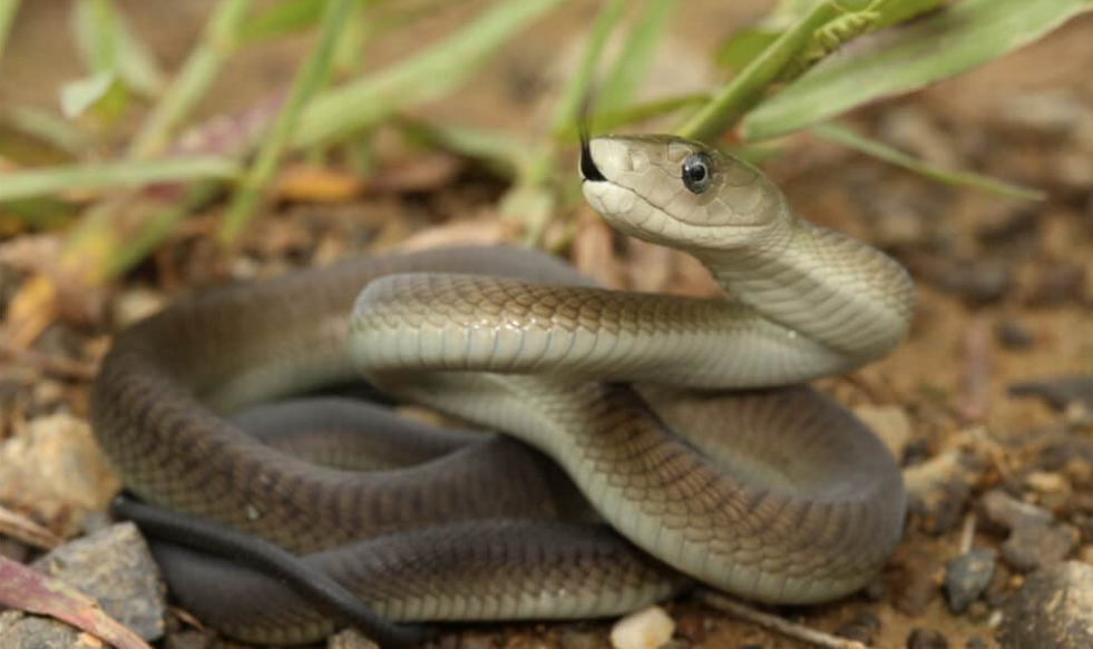 Black Mamba kaufen – Dendroaspis polylepis