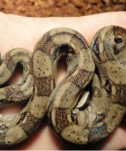 Guyana Rotbandschlange kaufen