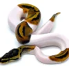 White Pied Ball Python kaufen