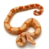 Lipstick Sunglow Red Tail Boa (Boa constrictor imperator)