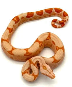 Lipstick Sunglow Red Tail Boa (Boa constrictor imperator)