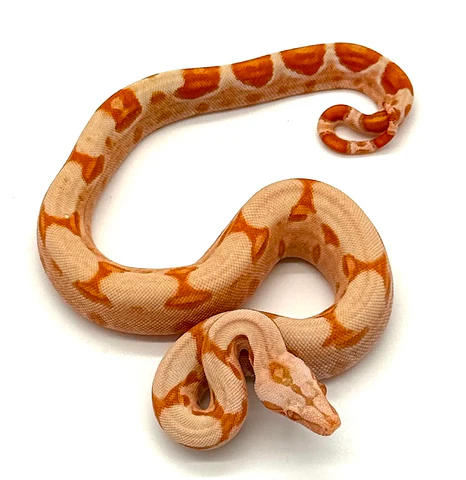 Lipstick Sunglow Red Tail Boa (Boa constrictor imperator)