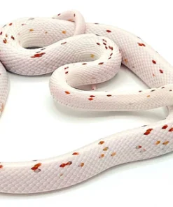 Palmetto Kornnatter kaufen