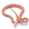 Peppermint Kornnatter kaufen – Farbintensive Corn Snake für Einsteiger