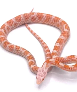 Peppermint Kornnatter kaufen – Farbintensive Corn Snake für Einsteiger