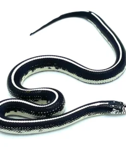 Stripe California Kingsnake (Lampropeltis getula californiae)