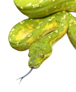 Biak Grüner Baumpython (Morelia viridis) kaufen
