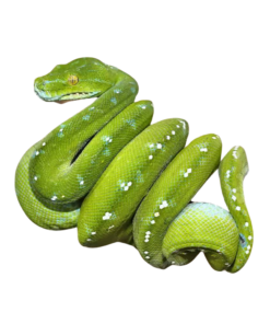 Grünen Baumpython kaufen - Morelia viridis